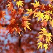 ヒメ日記 2025/12/16 22:09 投稿 Akane Niikura ELEGANT－エレガント－