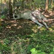 ヒメ日記 2024/07/12 10:18 投稿 さくら（人妻） Yシャツと私