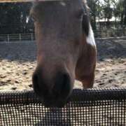 ヒメ日記 2025/02/02 10:03 投稿 さくら（人妻） Yシャツと私