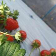 ヒメ日記 2025/02/09 06:59 投稿 さくら（人妻） Yシャツと私