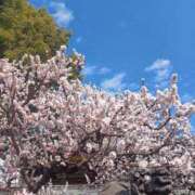 ヒメ日記 2025/03/09 08:32 投稿 さくら（人妻） Yシャツと私