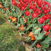 ヒメ日記 2025/04/08 09:07 投稿 さくら（人妻） Yシャツと私