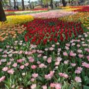 ヒメ日記 2025/04/28 10:51 投稿 さくら（人妻） Yシャツと私