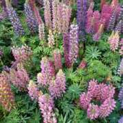 ヒメ日記 2025/05/04 09:00 投稿 さくら（人妻） Yシャツと私