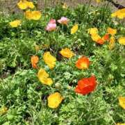 ヒメ日記 2025/05/06 15:24 投稿 さくら（人妻） Yシャツと私