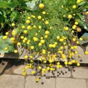 ヒメ日記 2025/05/08 07:25 投稿 さくら（人妻） Yシャツと私