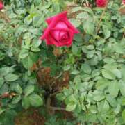 ヒメ日記 2025/05/09 11:02 投稿 さくら（人妻） Yシャツと私