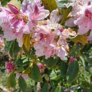 ヒメ日記 2025/05/11 08:43 投稿 さくら（人妻） Yシャツと私