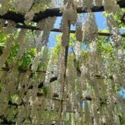 ヒメ日記 2025/05/17 08:29 投稿 さくら（人妻） Yシャツと私