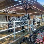 ヒメ日記 2025/05/25 09:05 投稿 さくら（人妻） Yシャツと私