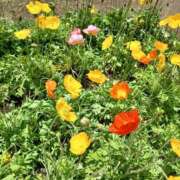 ヒメ日記 2025/06/07 10:41 投稿 さくら（人妻） Yシャツと私