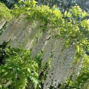 ヒメ日記 2025/06/15 09:50 投稿 さくら（人妻） Yシャツと私