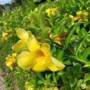 ヒメ日記 2025/08/10 15:05 投稿 さくら（人妻） Yシャツと私