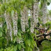 ヒメ日記 2026/01/12 09:49 投稿 さくら（人妻） Yシャツと私