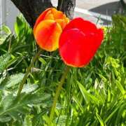 ヒメ日記 2025/04/17 12:06 投稿 しおり 丸妻 新横浜店