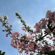 ヒメ日記 2026/04/06 12:53 投稿 しおり 丸妻 新横浜店