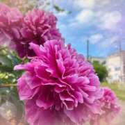 ヒメ日記 2026/04/09 13:10 投稿 しおり 丸妻 新横浜店