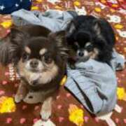 ヒメ日記 2024/12/26 14:36 投稿 真央（人妻） Yシャツと私