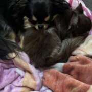 ヒメ日記 2025/01/05 14:29 投稿 真央（人妻） Yシャツと私