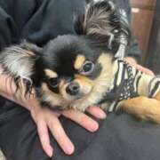 ヒメ日記 2025/01/07 12:28 投稿 真央（人妻） Yシャツと私