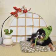 ヒメ日記 2025/01/21 11:34 投稿 真央（人妻） Yシャツと私