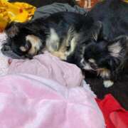 ヒメ日記 2025/01/23 11:33 投稿 真央（人妻） Yシャツと私