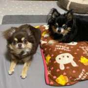 ヒメ日記 2025/01/26 11:24 投稿 真央（人妻） Yシャツと私