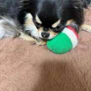 ヒメ日記 2025/02/10 11:38 投稿 真央（人妻） Yシャツと私