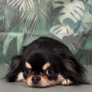 ヒメ日記 2025/02/11 11:52 投稿 真央（人妻） Yシャツと私