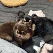 ヒメ日記 2025/02/19 11:34 投稿 真央（人妻） Yシャツと私