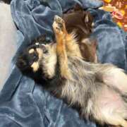 ヒメ日記 2025/02/27 11:32 投稿 真央（人妻） Yシャツと私