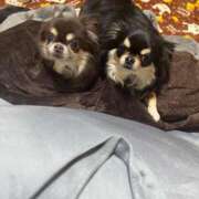 ヒメ日記 2025/03/08 11:45 投稿 真央（人妻） Yシャツと私