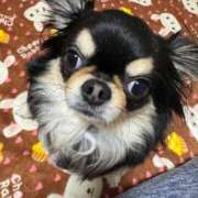 ヒメ日記 2025/03/11 12:40 投稿 真央（人妻） Yシャツと私