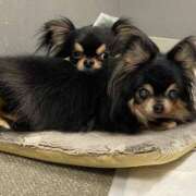 ヒメ日記 2025/03/12 11:43 投稿 真央（人妻） Yシャツと私