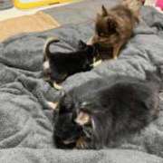 ヒメ日記 2025/03/14 13:43 投稿 真央（人妻） Yシャツと私