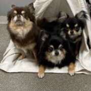 ヒメ日記 2025/03/16 13:27 投稿 真央（人妻） Yシャツと私