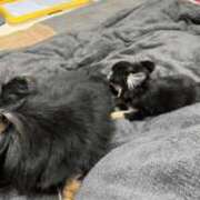 ヒメ日記 2025/03/23 13:34 投稿 真央（人妻） Yシャツと私