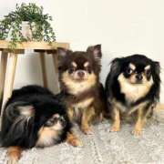 ヒメ日記 2025/03/26 11:35 投稿 真央（人妻） Yシャツと私