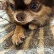 ヒメ日記 2025/04/04 12:28 投稿 真央（人妻） Yシャツと私