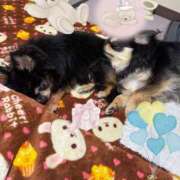 ヒメ日記 2025/04/05 11:29 投稿 真央（人妻） Yシャツと私