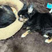 ヒメ日記 2025/04/07 11:21 投稿 真央（人妻） Yシャツと私