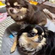 ヒメ日記 2025/04/12 11:26 投稿 真央（人妻） Yシャツと私