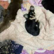 ヒメ日記 2025/04/14 11:44 投稿 真央（人妻） Yシャツと私