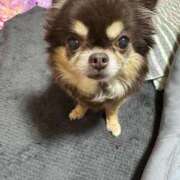 ヒメ日記 2025/04/16 11:42 投稿 真央（人妻） Yシャツと私