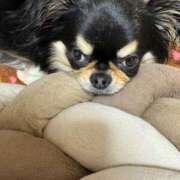 ヒメ日記 2025/04/21 11:33 投稿 真央（人妻） Yシャツと私