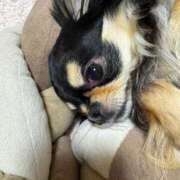 ヒメ日記 2025/04/22 11:33 投稿 真央（人妻） Yシャツと私