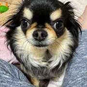 ヒメ日記 2025/05/16 14:38 投稿 真央（人妻） Yシャツと私