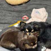 ヒメ日記 2025/05/17 11:59 投稿 真央（人妻） Yシャツと私