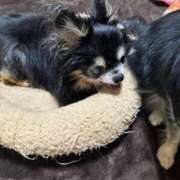 ヒメ日記 2025/05/19 14:41 投稿 真央（人妻） Yシャツと私