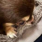 ヒメ日記 2025/06/09 11:34 投稿 真央（人妻） Yシャツと私